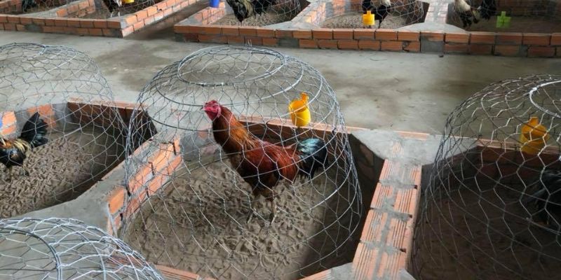 Kinh nghiệm đặt cược đá gà dễ thắng từ tay chơi lâu năm 