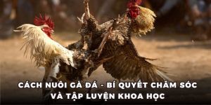 Cách Nuôi Gà Đá