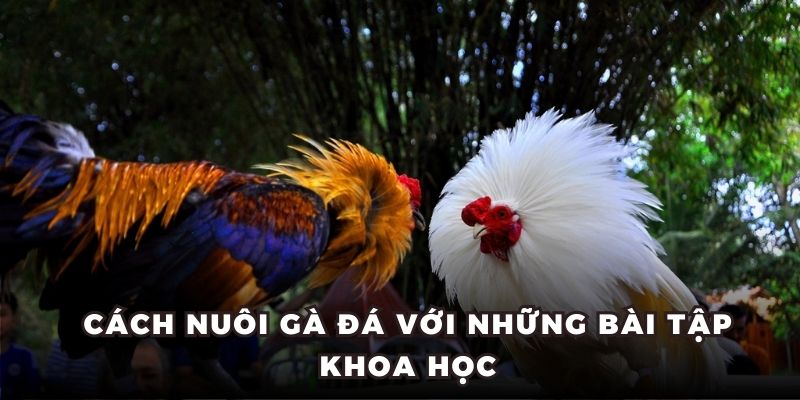 Cách nuôi gà đá​ với những bài tập khoa học
