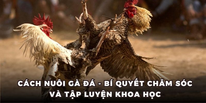 Cách Nuôi Gà Đá