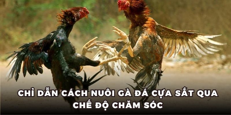 Chỉ dẫn cách nuôi gà đá cựa sắt qua chế độ chăm sóc