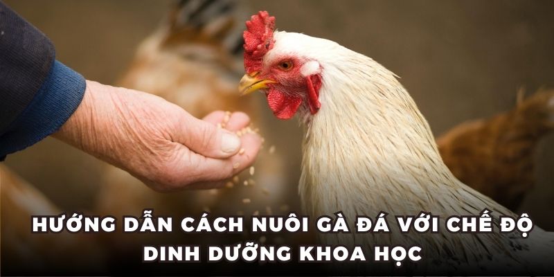 Hướng dẫn cách nuôi gà đá với chế độ dinh dưỡng khoa học